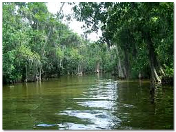 Harris Chain Dora Canal Canoe and Kayak Trail