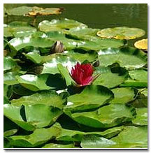 Florida Lake Aquatic Vegetation