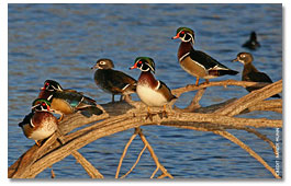 Wood Ducks